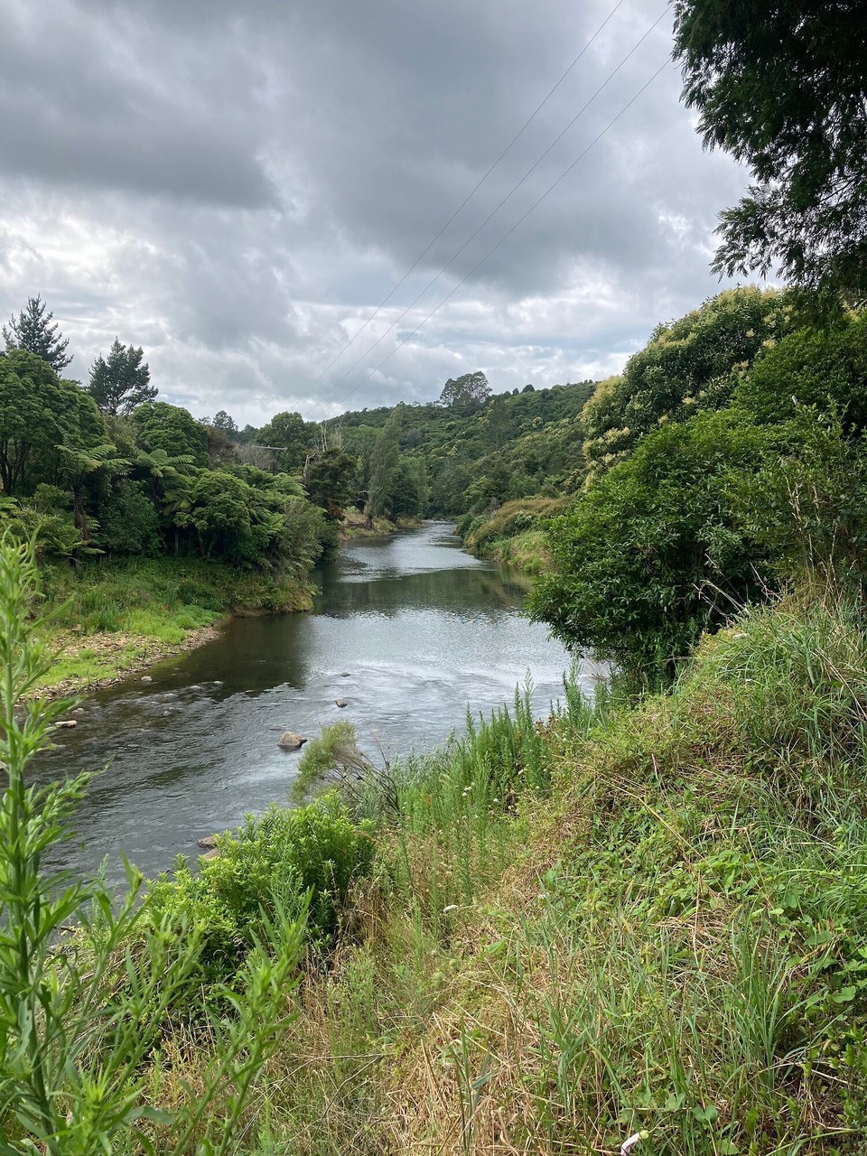 Neuseeland - Kaimai-Mamaku Forest Park - 