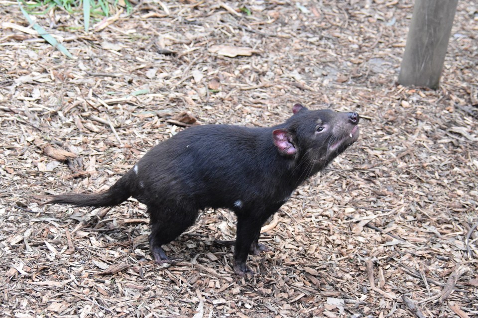 Australien - Healesville - Tasmanische Teufel 