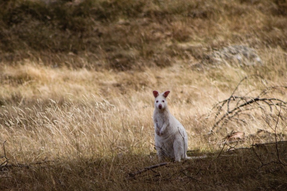 Australien - Launceston - Wir haben ein weißes Känguru auf dem Weg gesehen 🎉