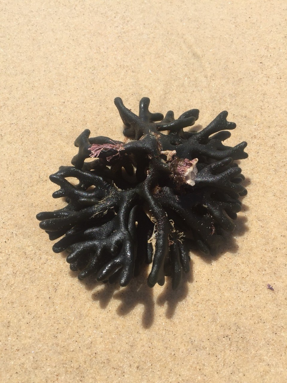  - Australia, Booti Booti National Park, Shelly Beach - 