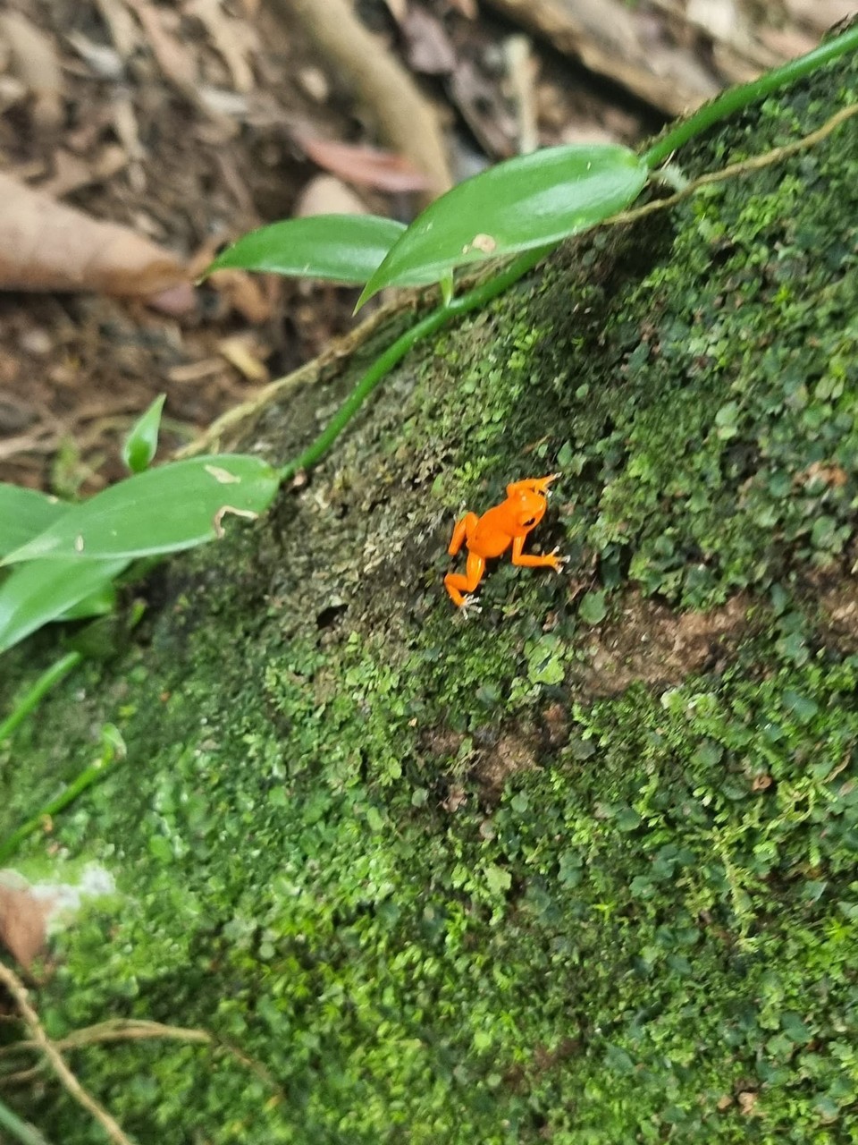 Panama -  - Dabei sind uns einige der giftigen Red Frogs begegnet 🐸 