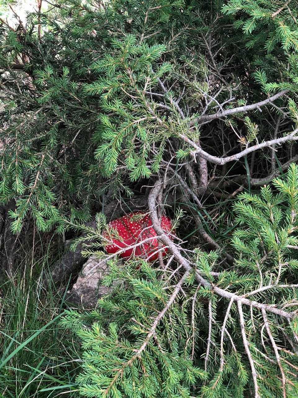 Italien - Unsere Liebe Frau im Walde-Sankt Felix - Ein Fliegenpilz!