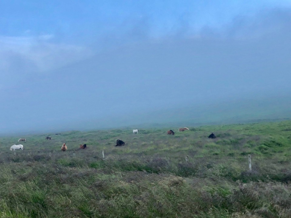 Island - Húnaþing vestra - Gleich 21 Uhr und langsam haben wir uns mit den Wolken abgefunden. Wir haben die Spitze von Vatnsnes nun auch schon hinter uns gelassen und befinden uns nun langsam auf dem Weg wieder von der Halbinsel runter. Doch was ist das? Kann man da etwa ein wenig blauen Himmel sehen? Nee, oder??