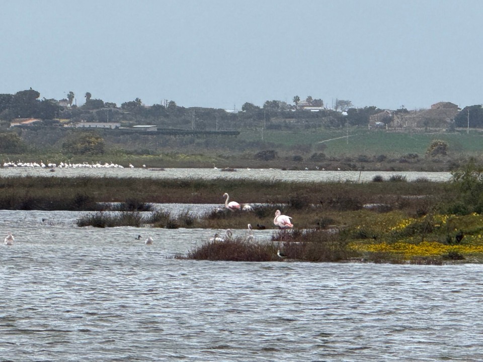 Italien - Ragusa - Auf dem Küstenweg entdeckt 🦩 