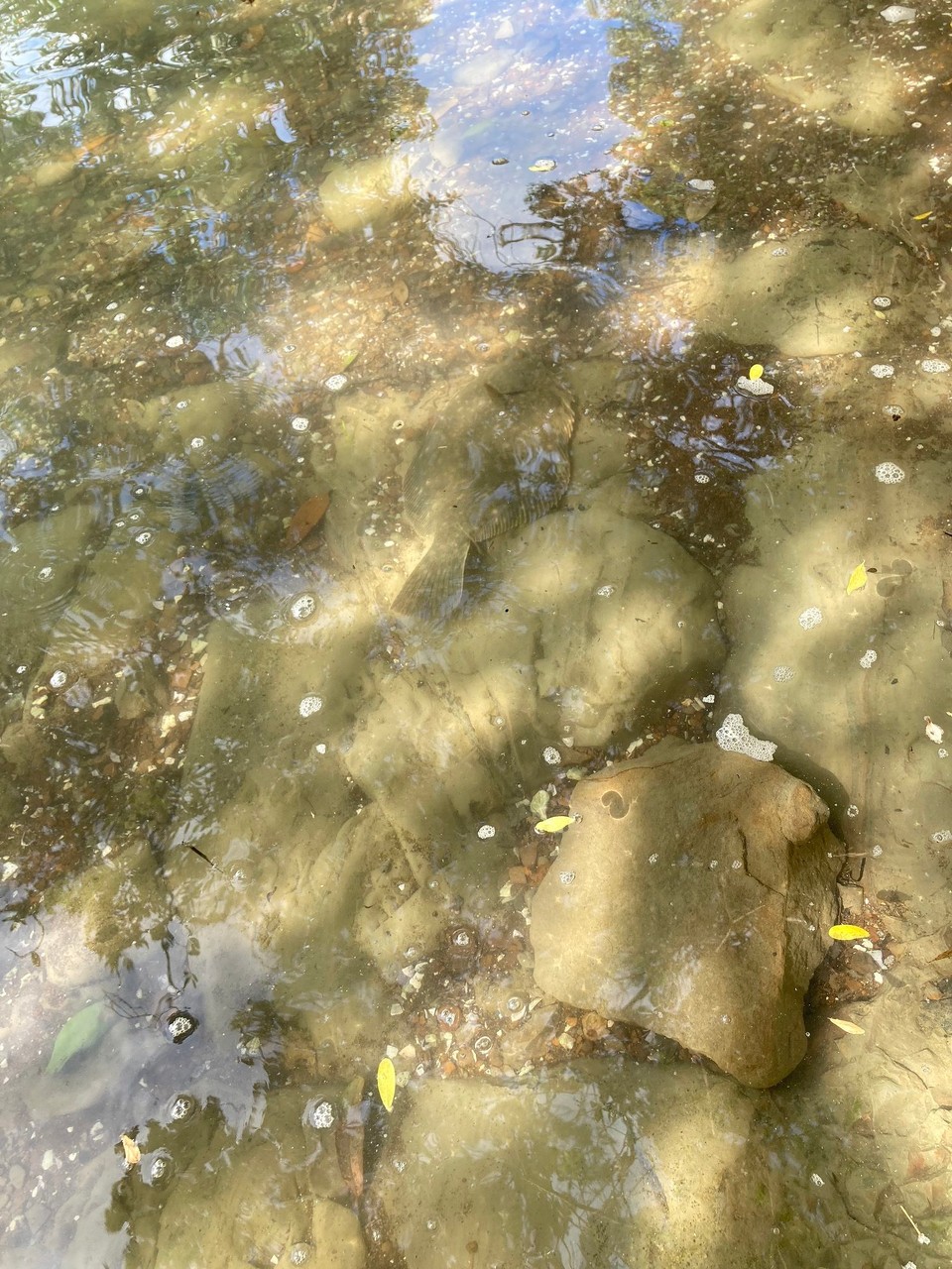 Neuseeland - Auckland - Finde die Flunder 🤪