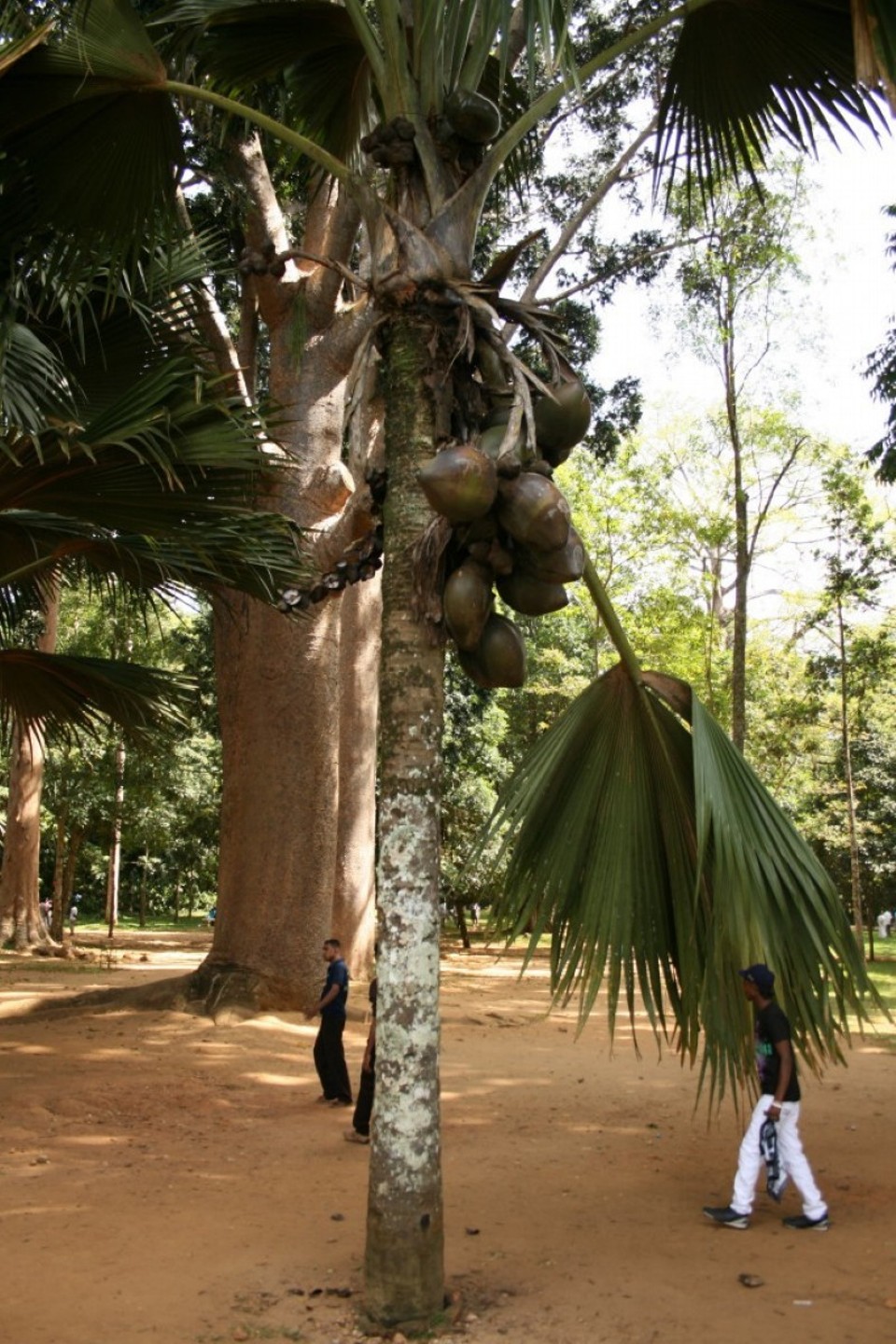 Sri Lanka - Kandy - Riesige Nüsse