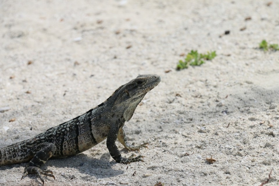Belize - Caye Caulker - Liguanas 