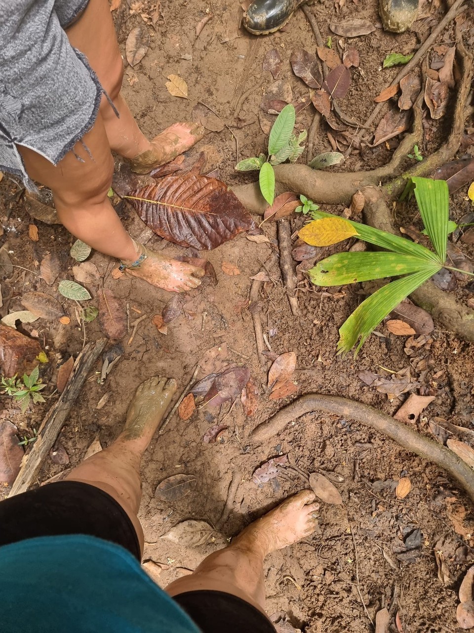 Panama -  - Gewandert wurde barfuß🦶 durch Matsch und Schlamm 🌳 