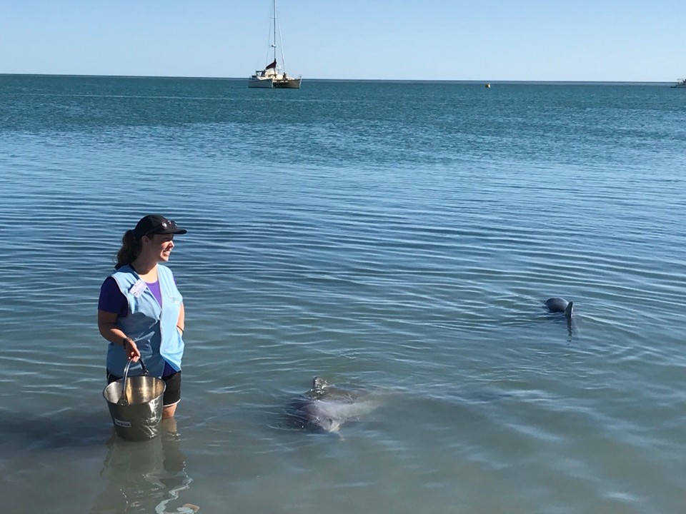 Australien - Denham - Delfin Fütterung 