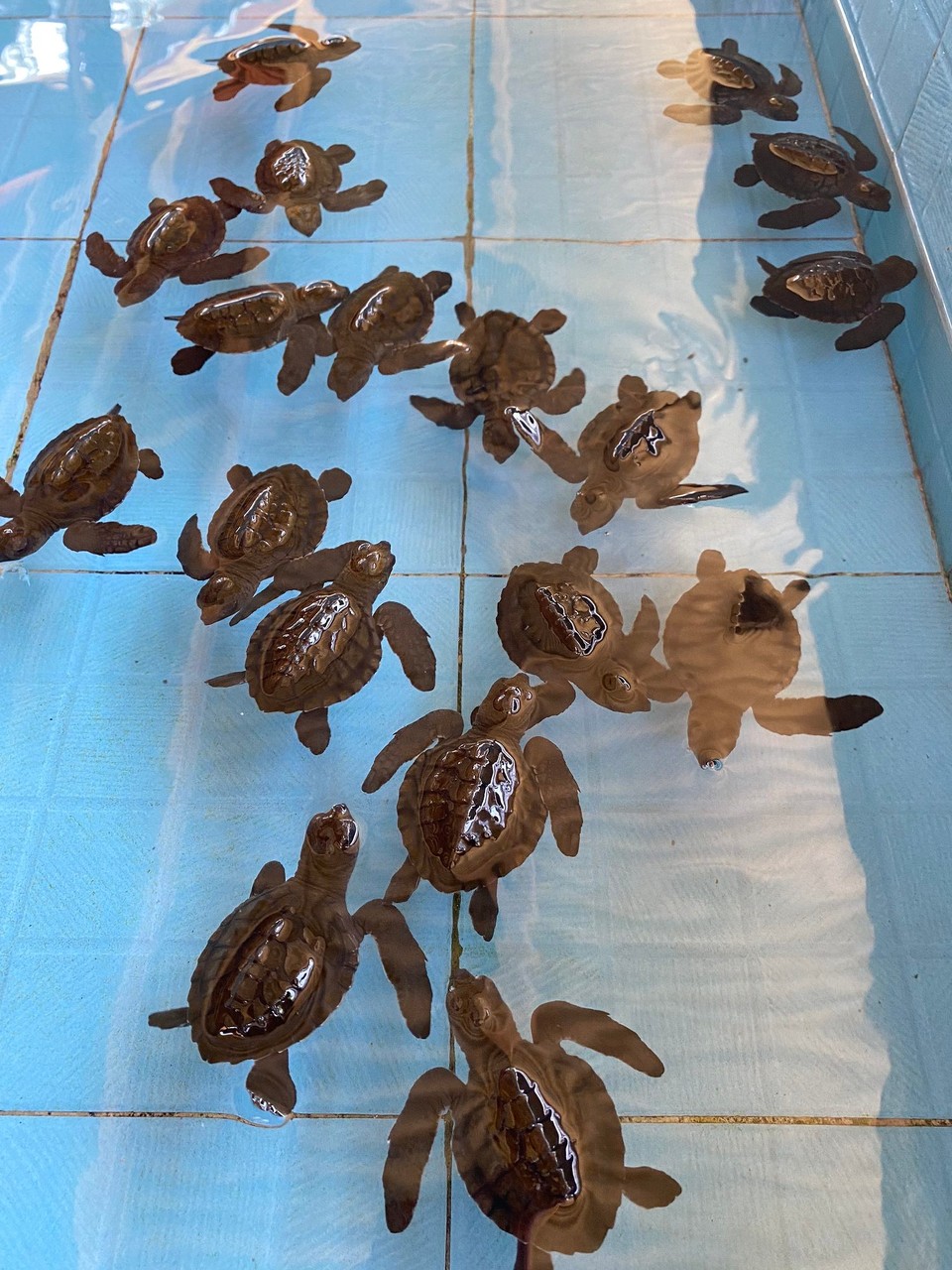 Indonesien - Kabupaten Lombok Utara - Ein munteres Treiben in den Aufzuchtbecken.