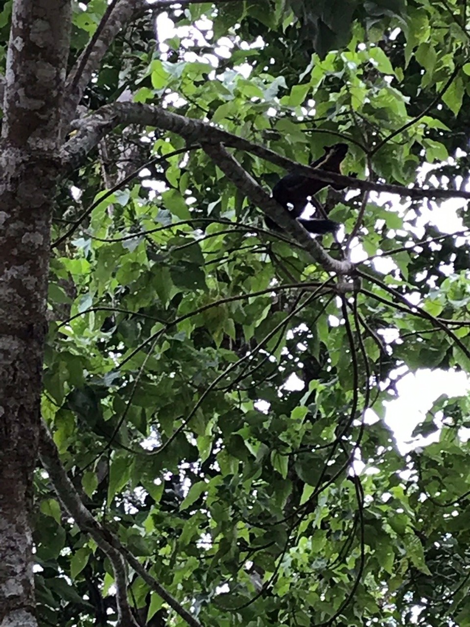 Malaysia - Georgetown - Large black Squirrel
