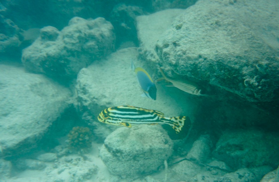 Malediven -  - Hier gibts auch Tiger 