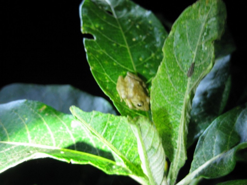 Costa Rica - Monteverde - Laubfrosch?
