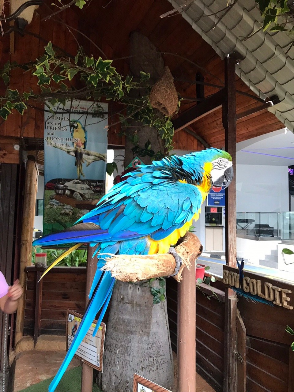 Malaysia - Kuala Lumpur - Real polly