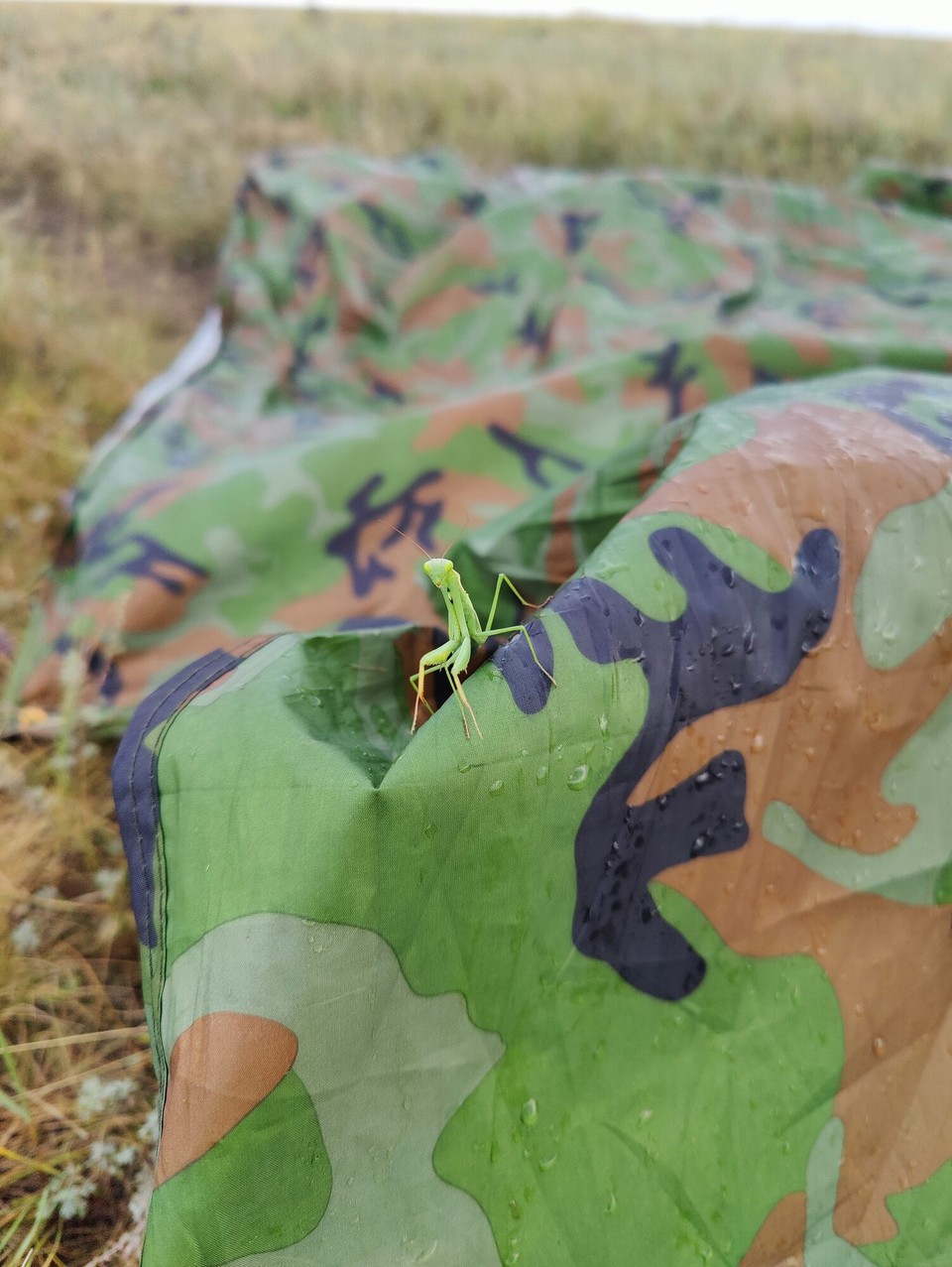 Kasachstan - Shaglak - Auch kleine schöne Besucher kamen, wie die Gottesanbeterin 😊