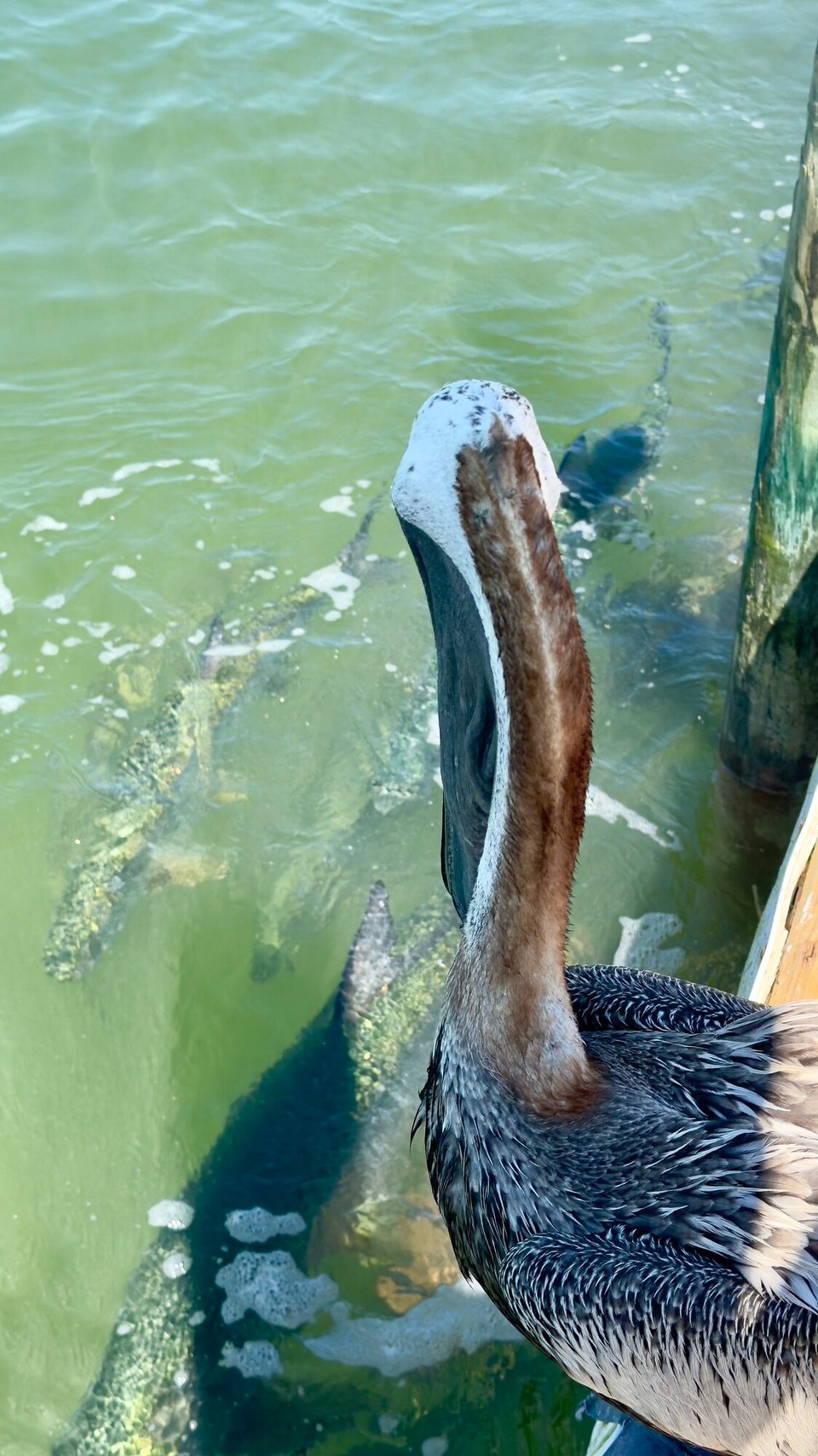 Vereinigte Staaten - Marathon - 