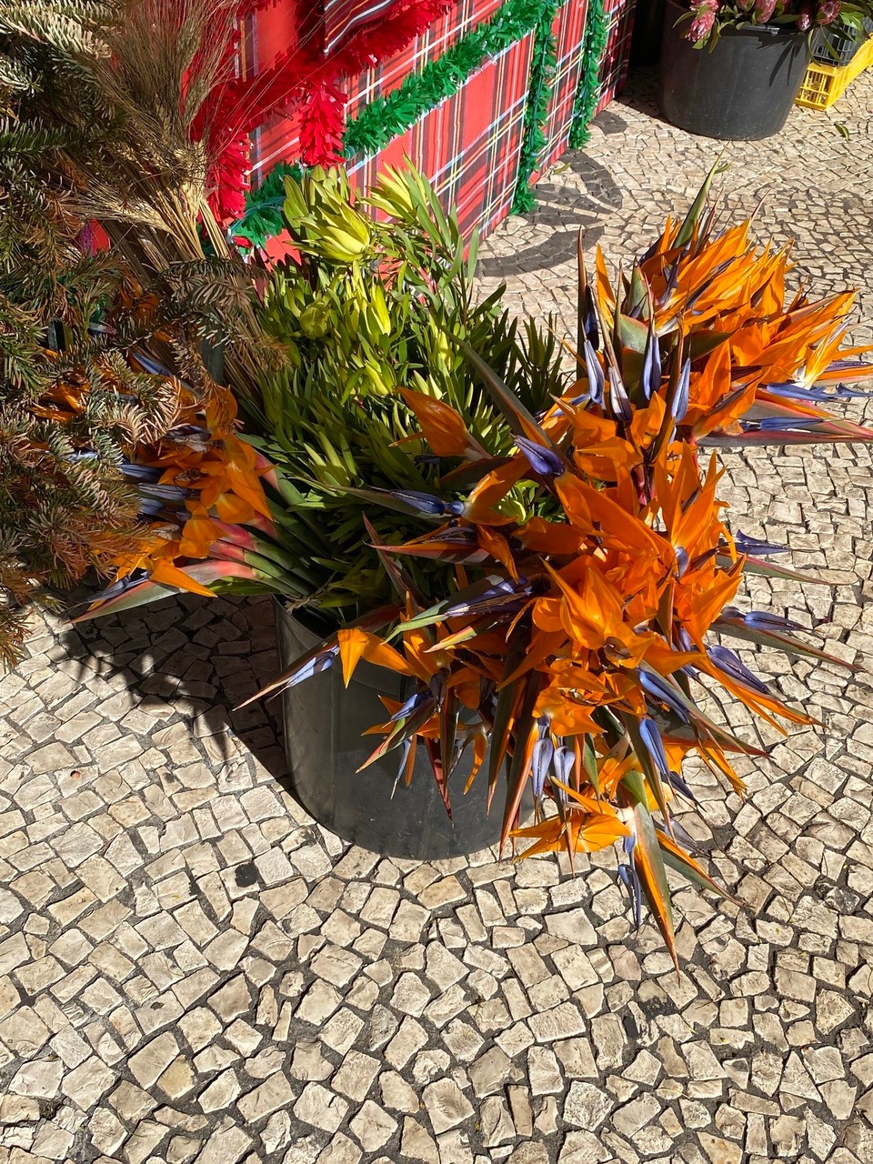 Portugal - Funchal - Sieht das nicht toll aus?