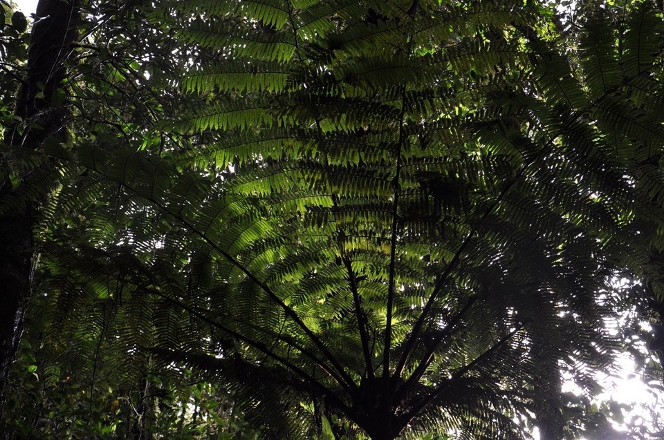 Costa Rica -  - 