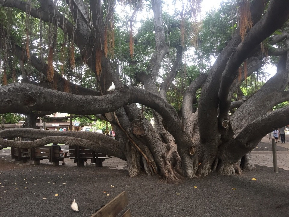 Vereinigte Staaten - Napili-Honokowai - Stamm des Banyan Tree