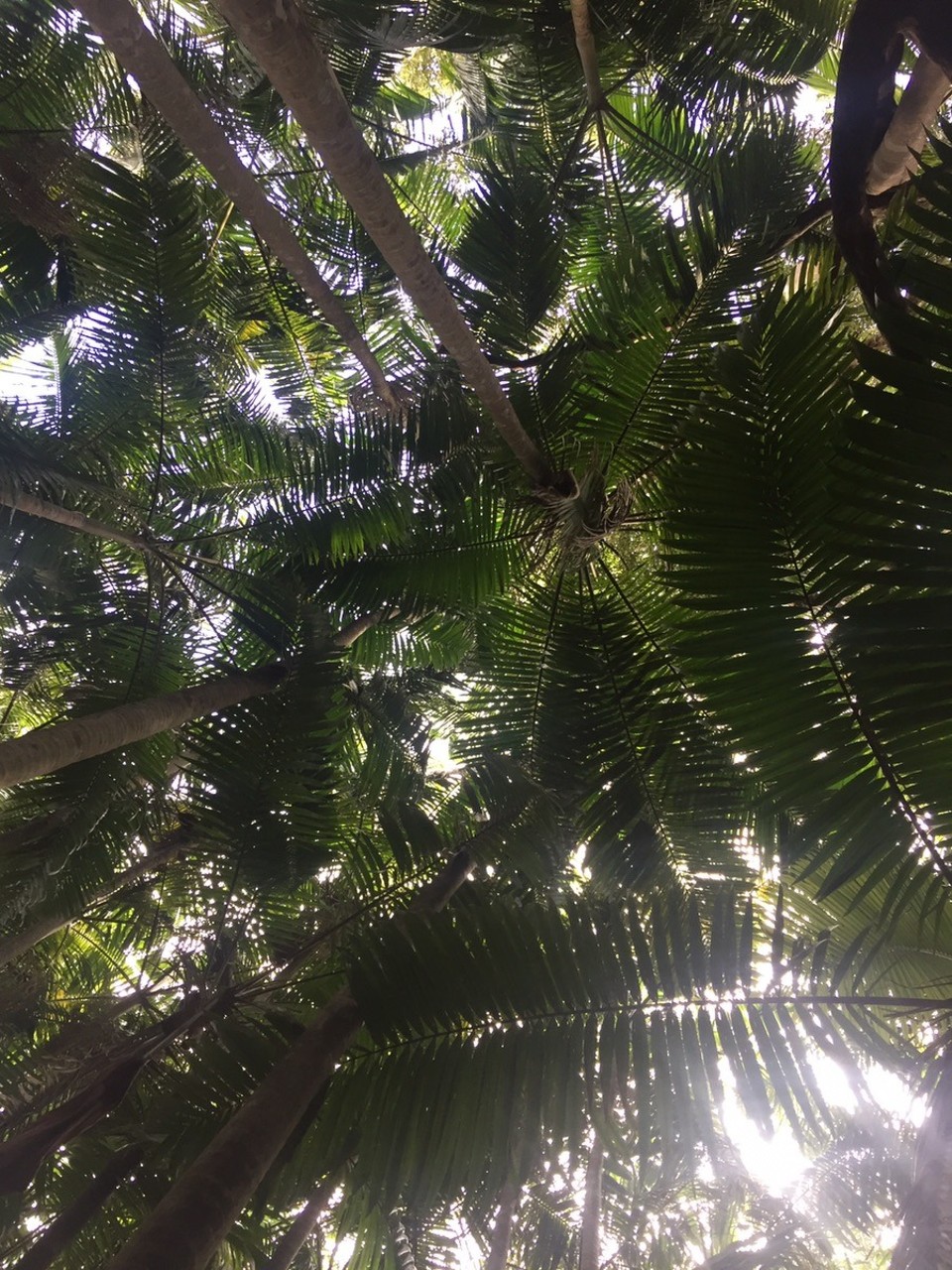  - Australia, Port Macquarie, Sea Acres National Park - 