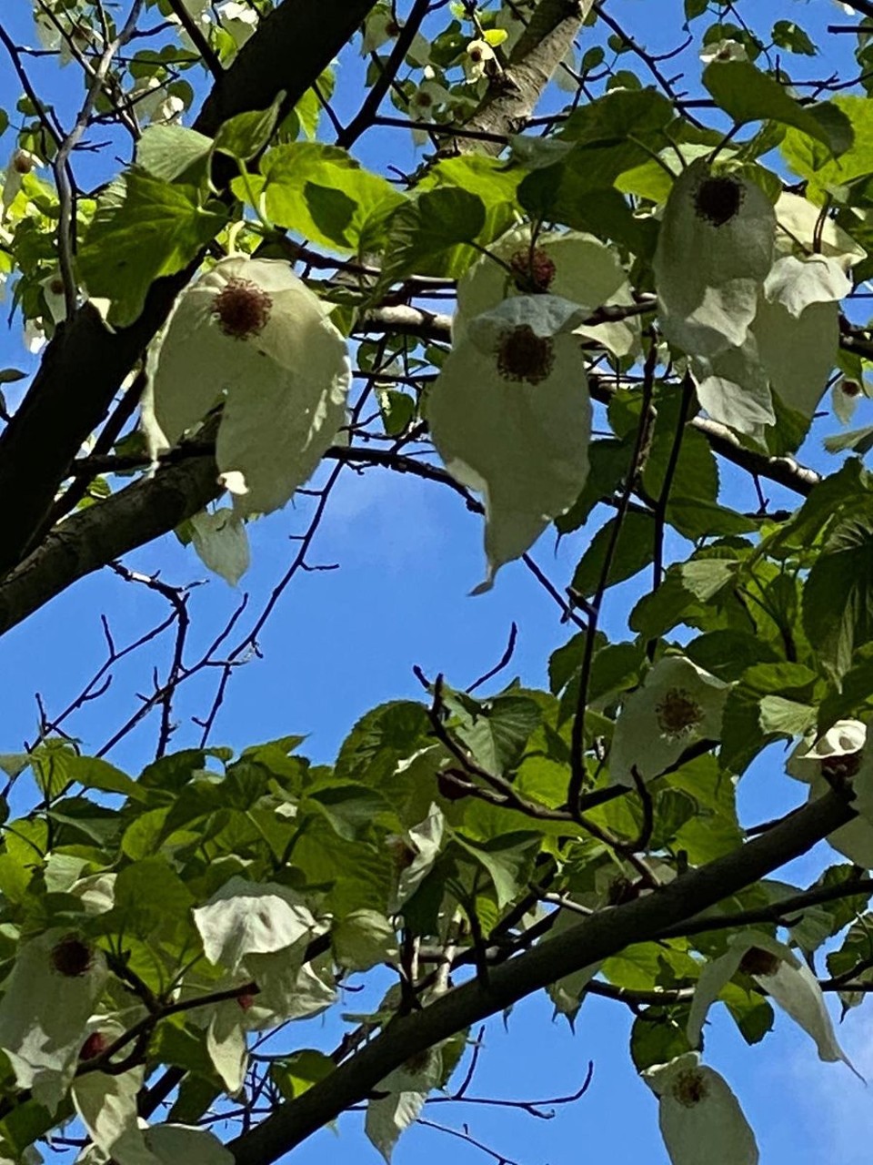 Deutschland - Ludwigshafen am Rhein - Taschentuchbaum