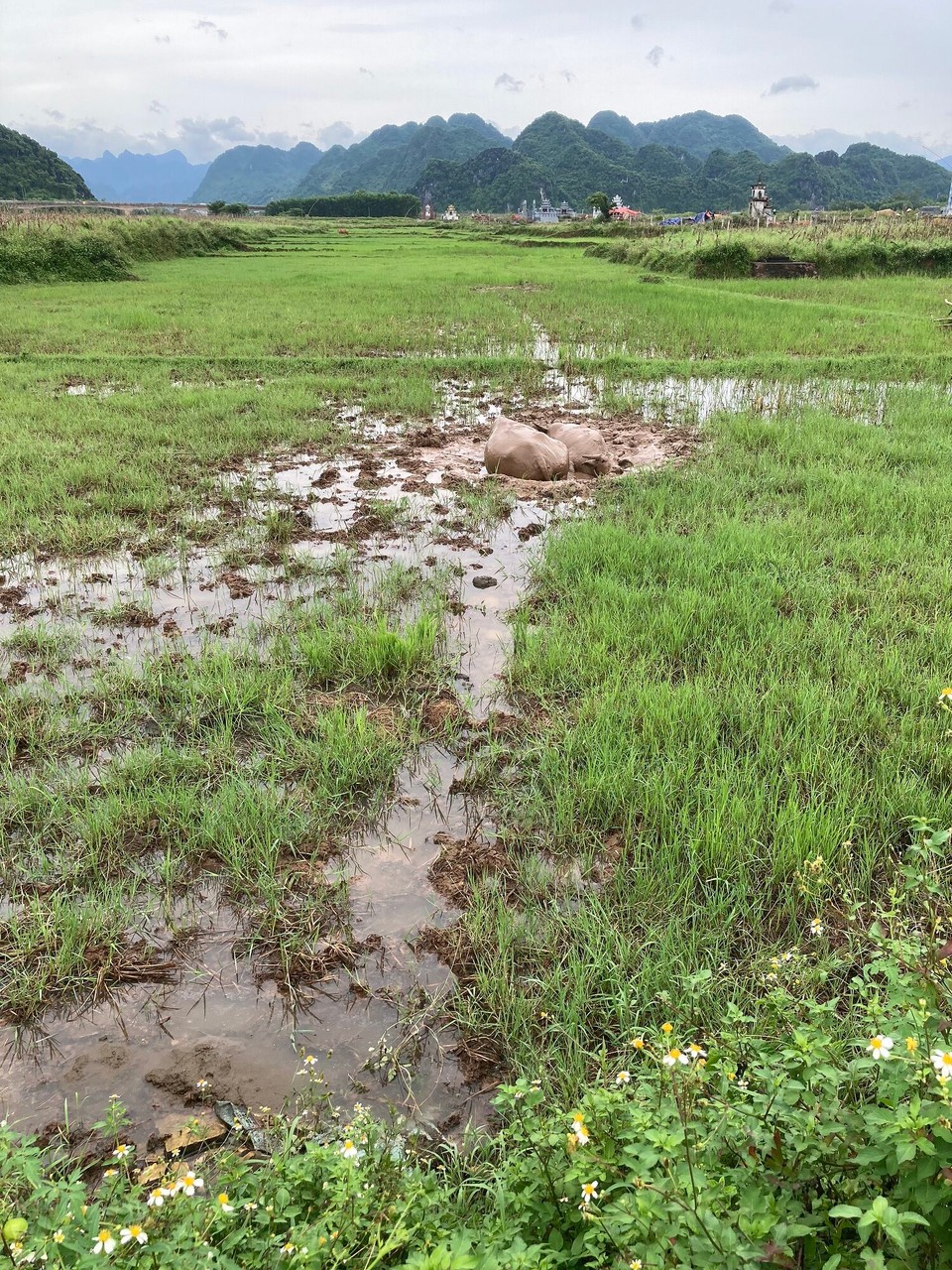 Vietnam - Bo Trach - Die zwei scheinen sich auch sehr wohl zu fühlen in ihrem Schlammloch 🤭