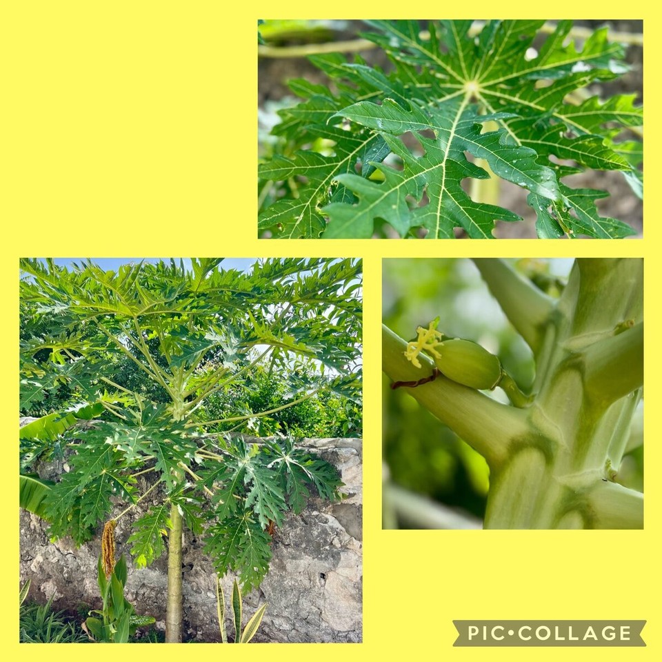 Tansania -  - 