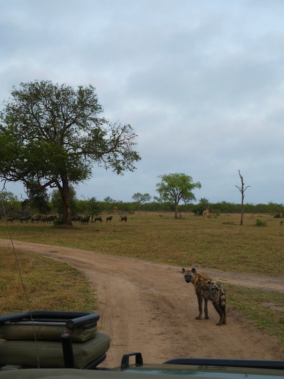 Südafrika - Kruger-Nationalpark - 