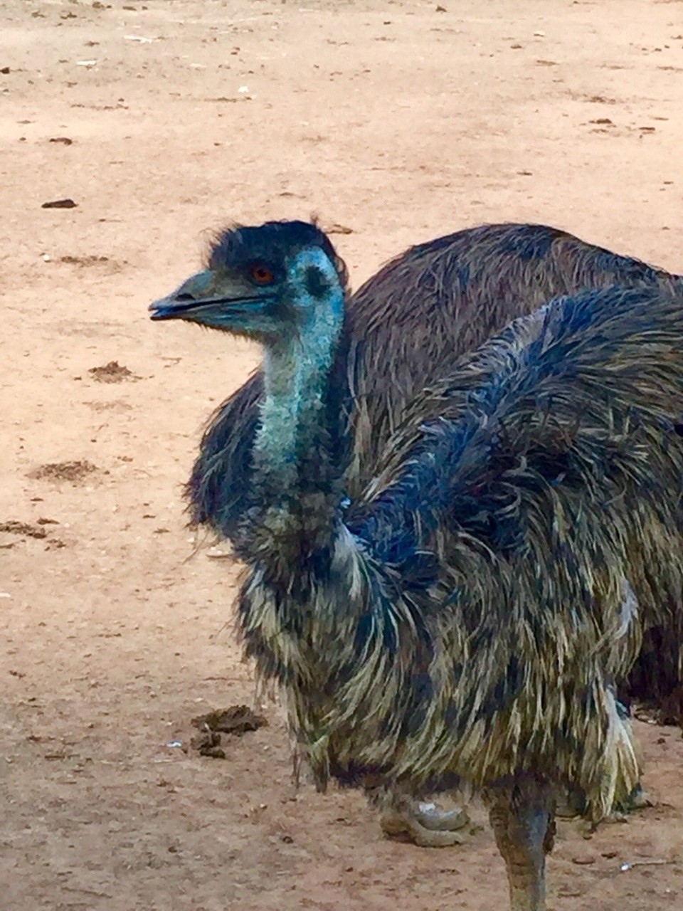 Südafrika - Oudtshoorn - Australische Emus in der Safari Straußen Farm
