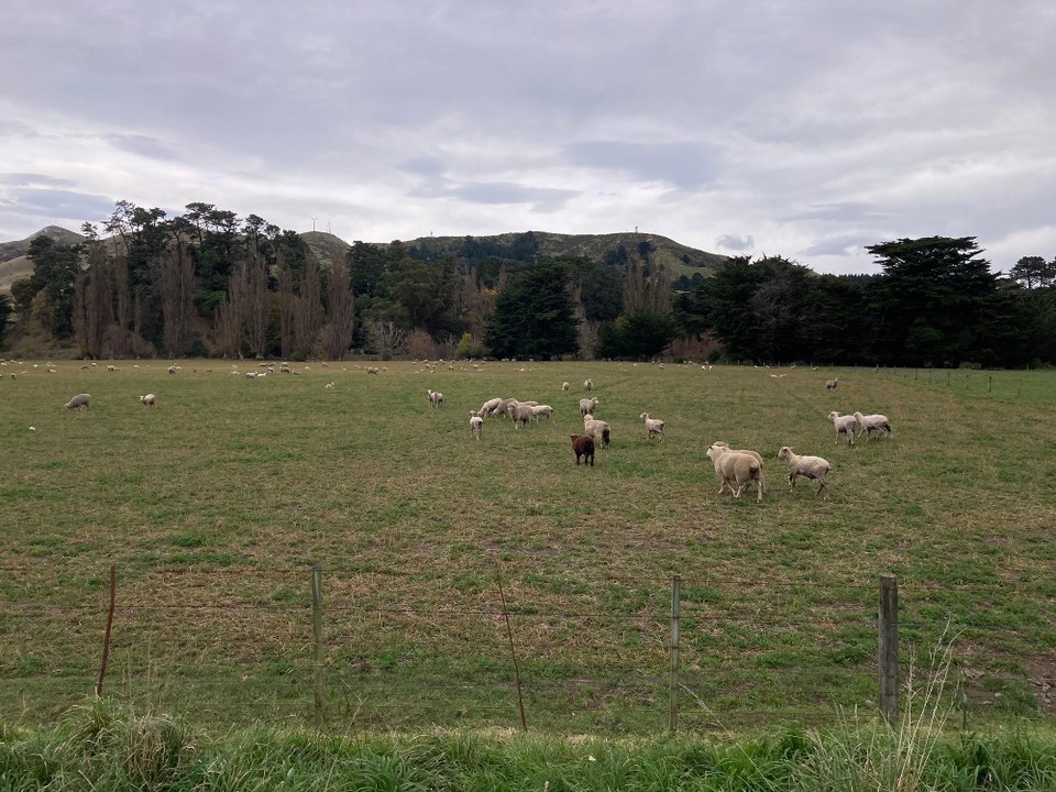 Neuseeland - Ward - Das einzige braune Schaf auf der Weide 🤪
