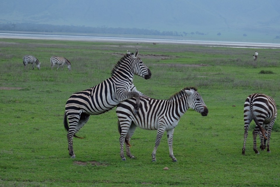  - Schutzgebiet Ngorongoro - Zebras in Action 