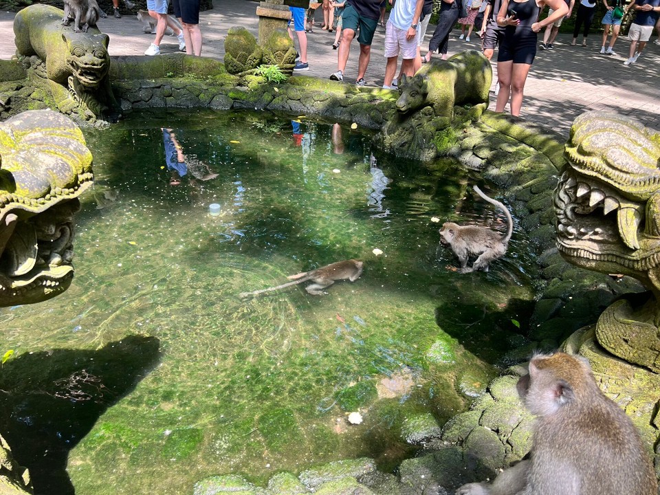 Indonesien - Gianyar - Bei den Affen stand heute eine Schwimmstunde auf dem Programm