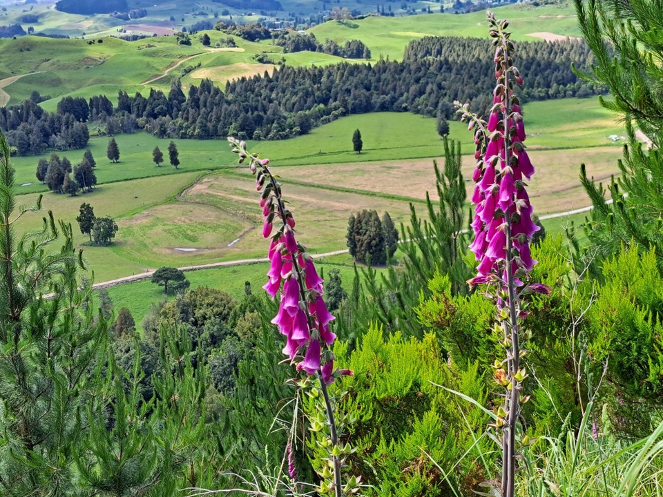 Neuseeland - Te Kuiti - Berg runter 