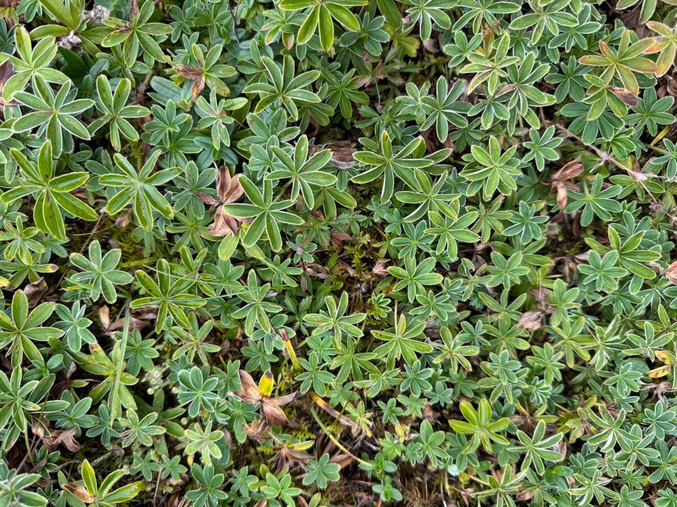 Österreich - Innsbruck - Waldmeister?!