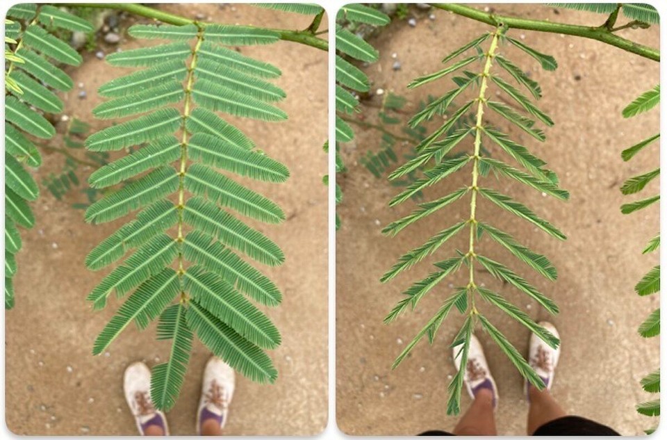 Laos - Vangvieng - Heute mal keine Bäume umarmen, nur Blätter streicheln - komische Blätter… 😂