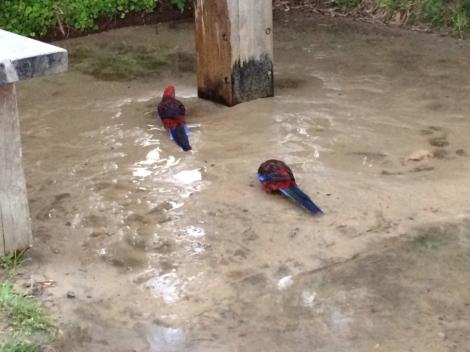 Australia - Tidal River - Birdies drinking water from outdoor shower. 