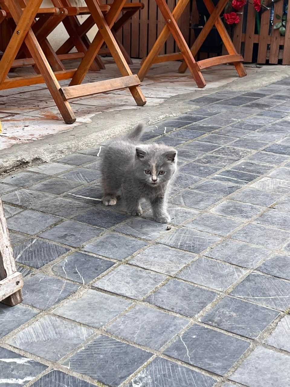 Vietnam - Sa Pa - Sapa has the cutest cats! There was a white one as well. Then the night before there was two beautiful cats but my phone died so couldn’t get a picture 