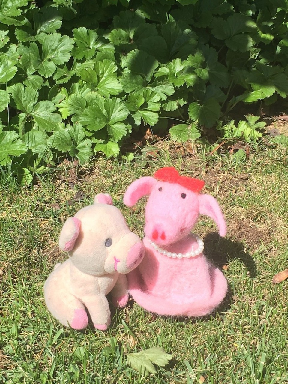 Schweiz - Moosseedorf - Borstine und ich...