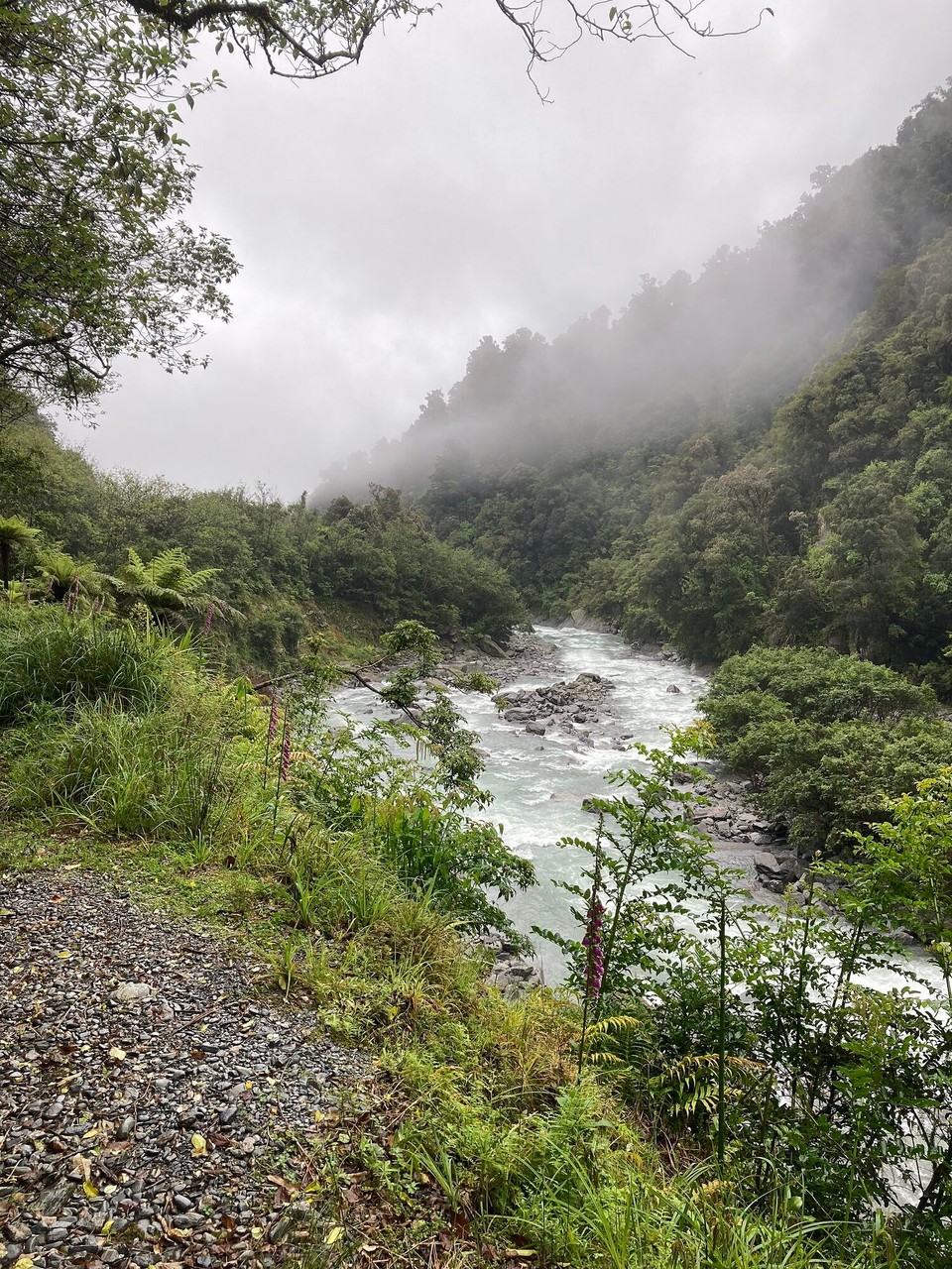 Neuseeland - Westland National Park - Ab nach Hause ins Trockene 🥳