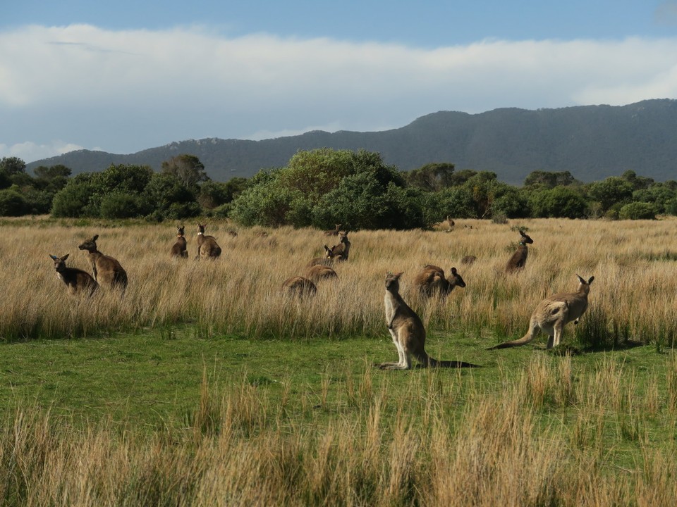 Australia - Wilsons Promontory - Troupeau de kangourous