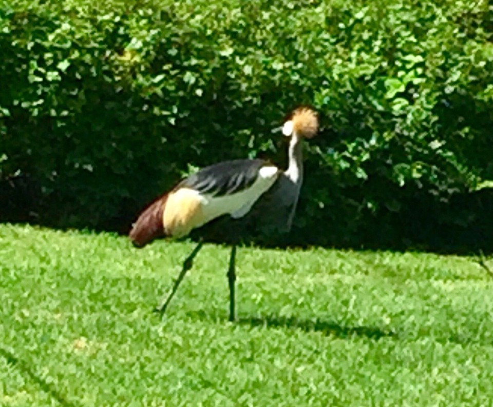 Südafrika - Plettenberg Bay - Bird of Eden