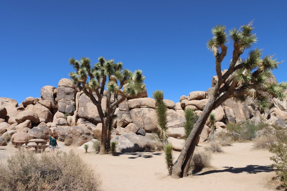 USA - Tucson - Joshua Tree NP