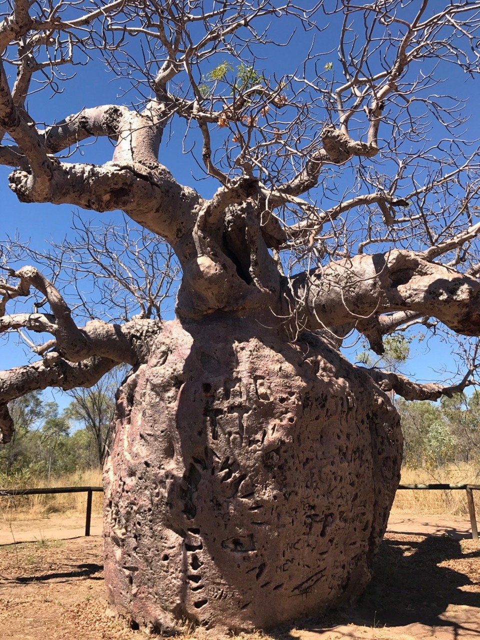  - Australia, Horizontal Falls - Boab prison tree .. back in the day white men stole black men to do the labor on pearl farms and kept them holed up inside this tree! There is big opening on the side of tree where they kept them!