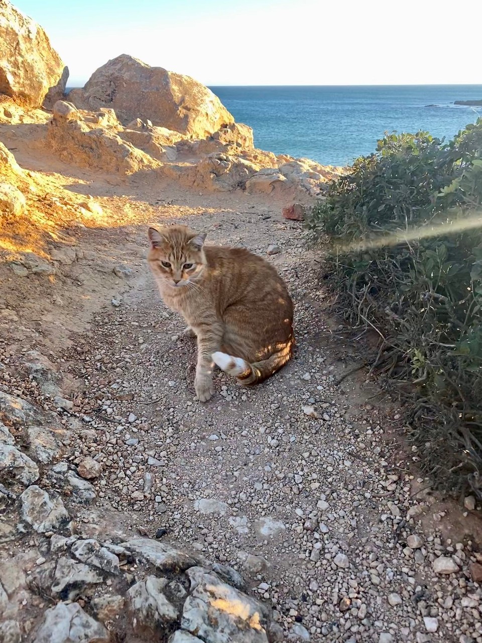 Portugal - Raposeira - Strandkater am Praia Ingrina