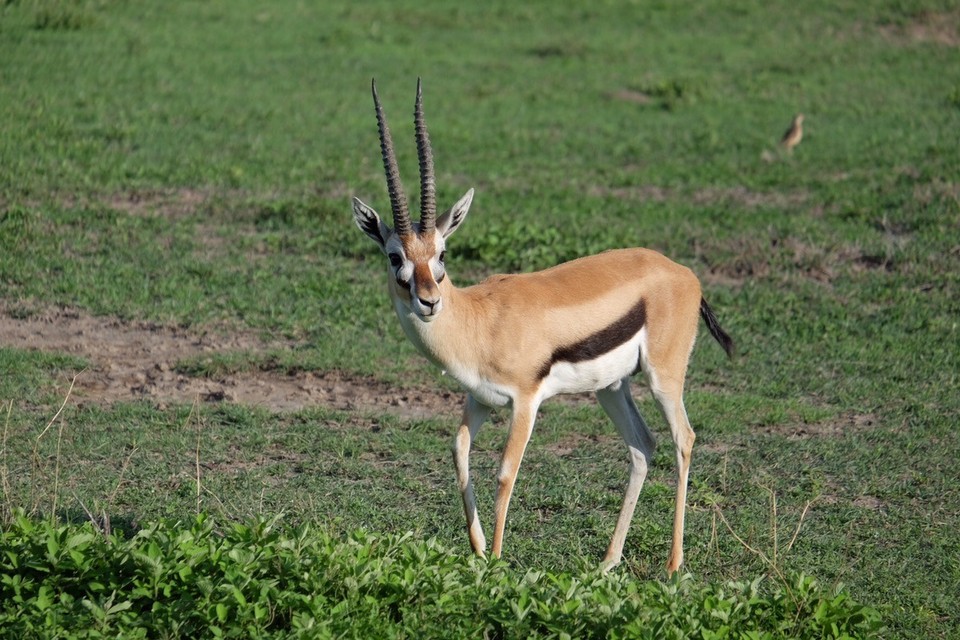 - Schutzgebiet Ngorongoro - 