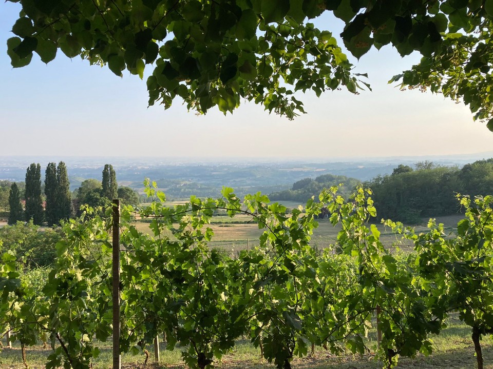 Italien - Albugnano - Der Weinberg