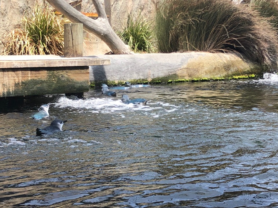 Neuseeland - Napier - Blaue Pinguine warten auf die Fütterung 