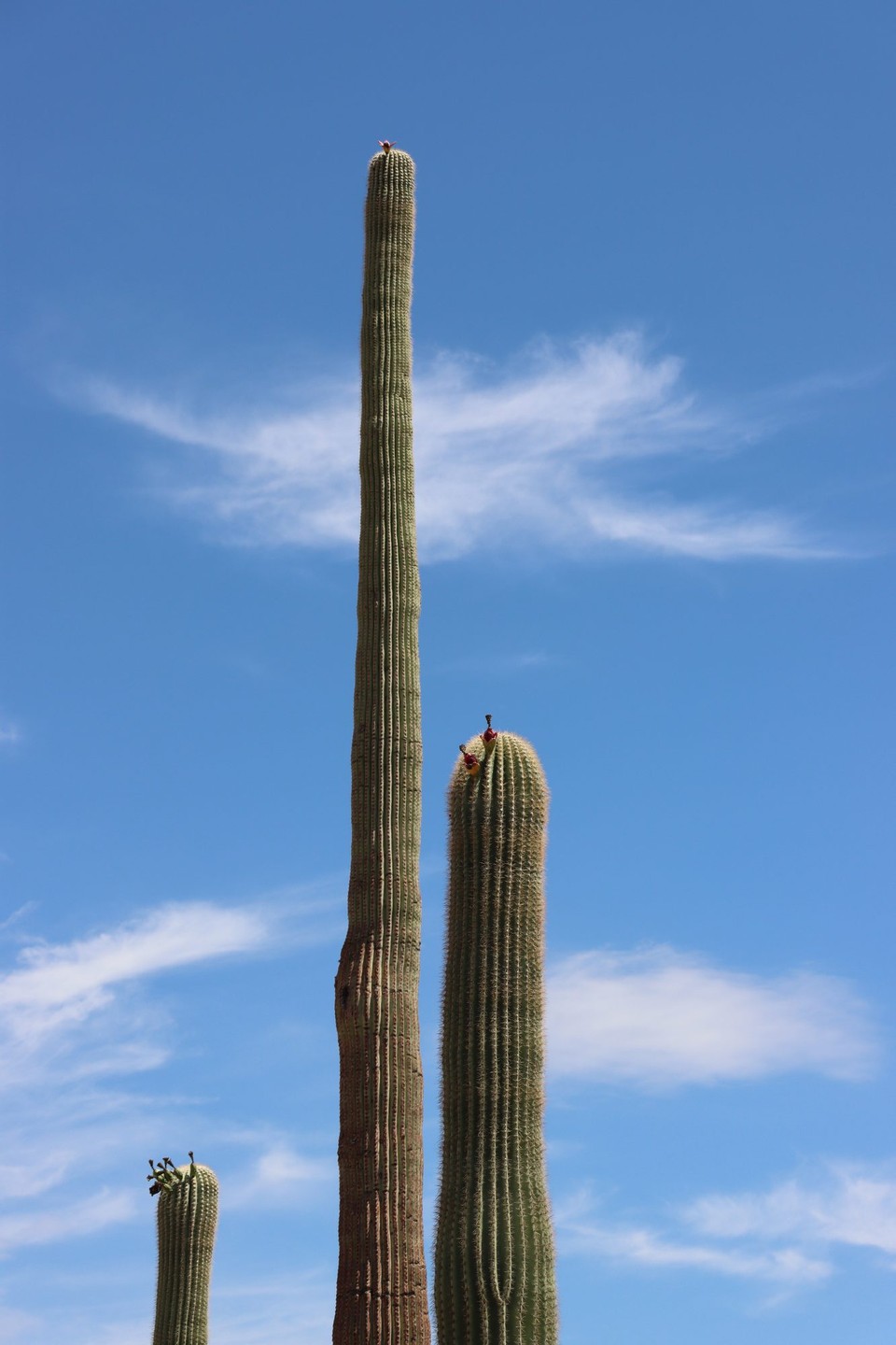 USA - Tucson - Organ Pipe Cactus NM