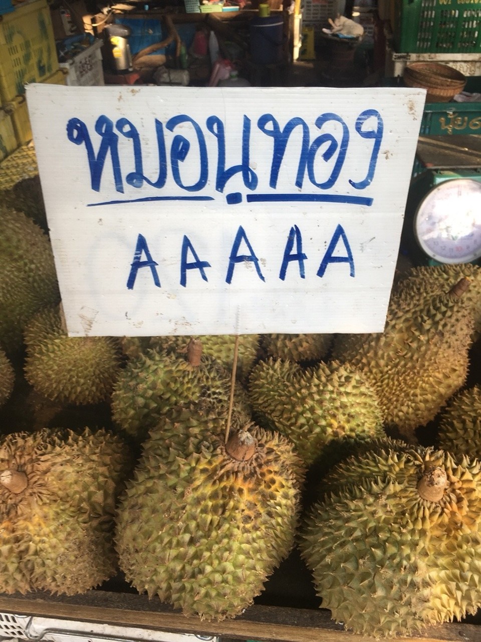 Thailand - Chiang Mai - 