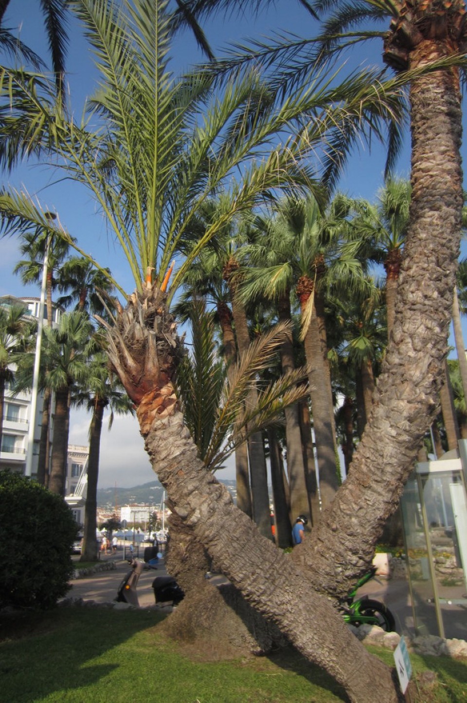 Frankreich - Cannes -  Palmenvegetation, Cannes
